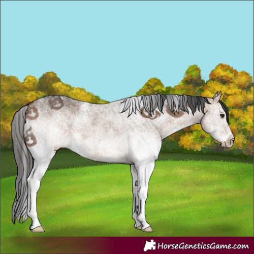 Horse Color:White Spotted Brown Dun