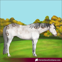 Horse Color:White Spotted Brown Dun 
