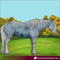 Horse Color:ERROR: UNKNOWN ANOMALY
