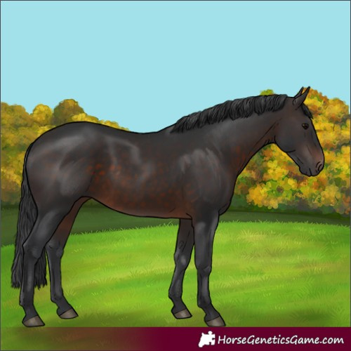 Horse Color:Brown 
