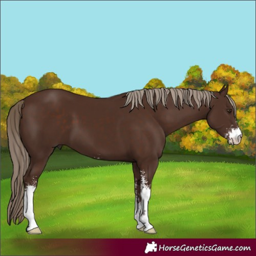 Horse Color:Liver Chestnut Sabino 