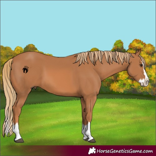 Horse Color:Chestnut Splash 
