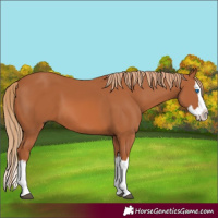 Horse Color:Chestnut Splash 