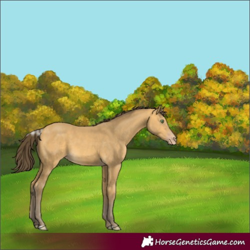 Horse Color:Unknown 