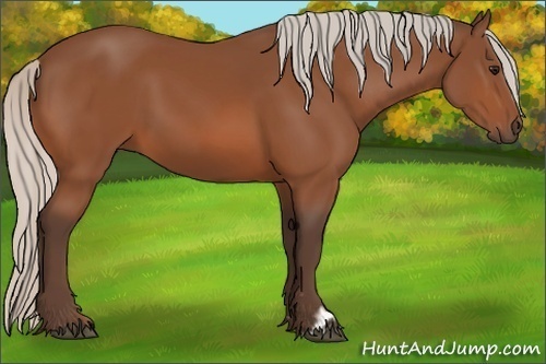 Horse Color:Silver Bay 