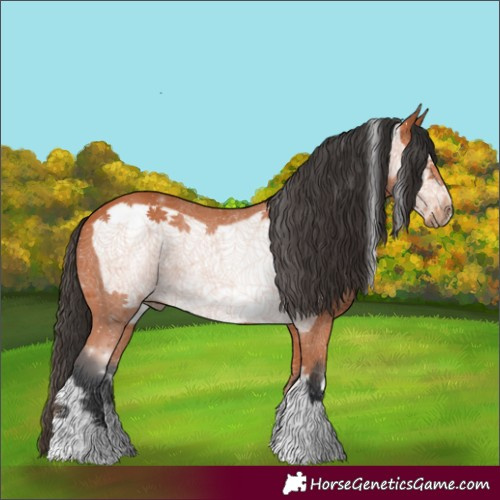 Horse Color:Bay Frame 