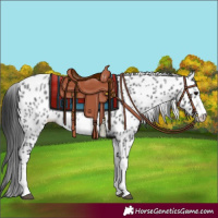 Horse Color:White Spotted Blue Roan Splash Frame Appaloosa 