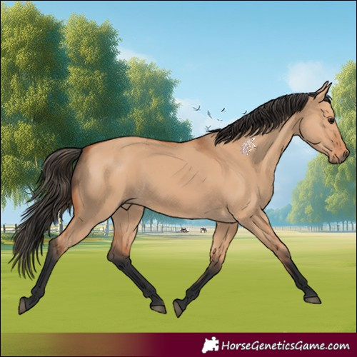Horse Color:Bay Dun 