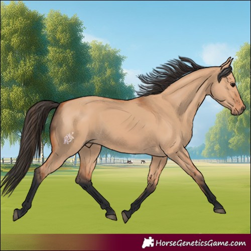 Horse Color:Bay Dun 