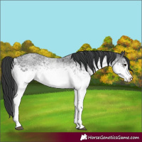 Horse Color:White Spotted Blue Roan 