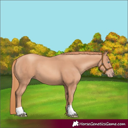 Horse Color:Gold Champagne 