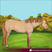 Horse Color:Red Dun 