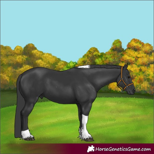 Horse Color:Black Tobiano 