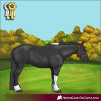 Horse Color:Black Tobiano 