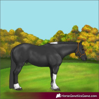 Horse Color:Black Tobiano 