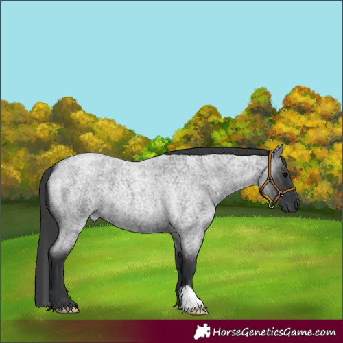 Horse Color:Blue Roan 