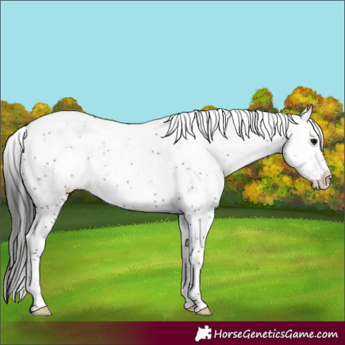 Horse Color:Black Sabino Rabicano 