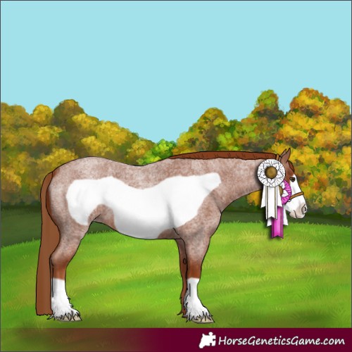 Horse Color:Red Roan Frame 
