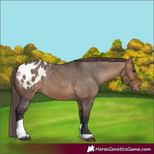 Horse Color:Bay Dun Tobiano Appaloosa