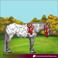 Horse Color:Grullo Appaloosa 