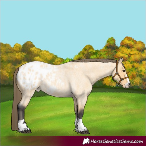 Horse Color:Buckskin Roan Blanket