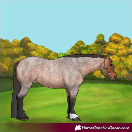 Horse Color:Bay Roan 
