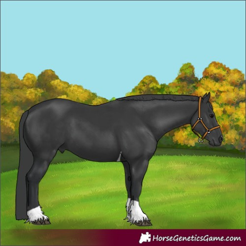 Horse Color:Black Tobiano 