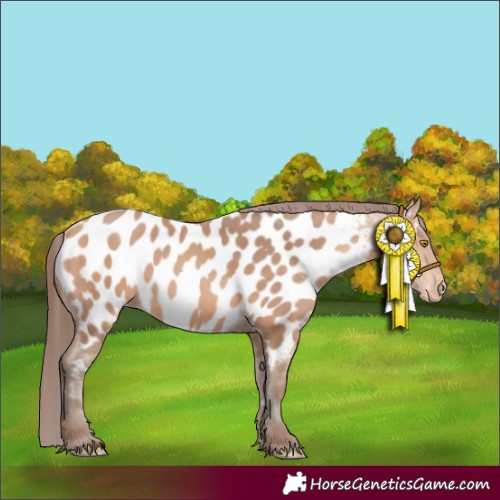 Horse Color:Amber Champagne Appaloosa 