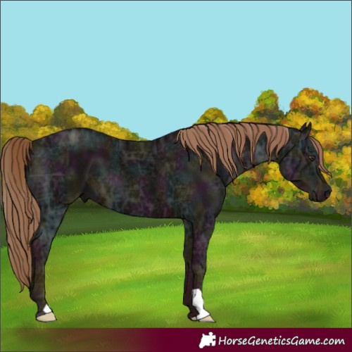 Horse Color:Midnight Liver Chestnut Ice 