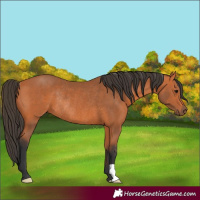 Horse Color:Bay Rabicano 