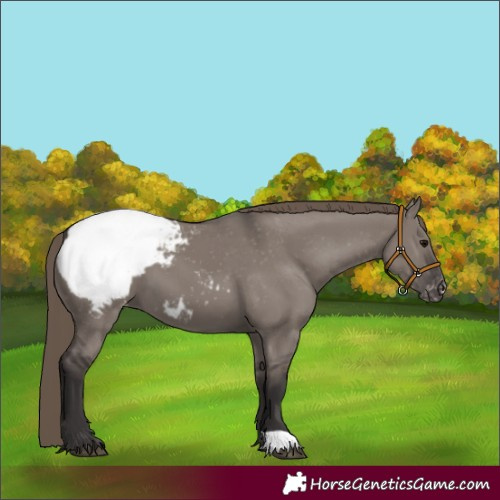 Horse Color:Smoky Grullo Appaloosa 