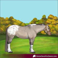 Horse Color:Brown Dun Tobiano Blanket 