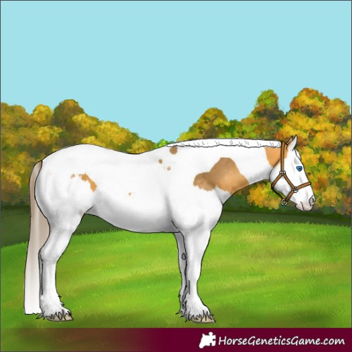 Horse Color:Buckskin Splash Tobiano Appaloosa 
