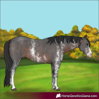 Horse Color:Brown Sabino