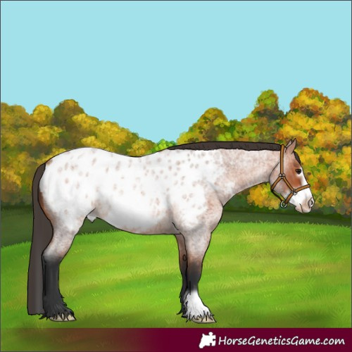 Horse Color:Bay Roan Frame Appaloosa 