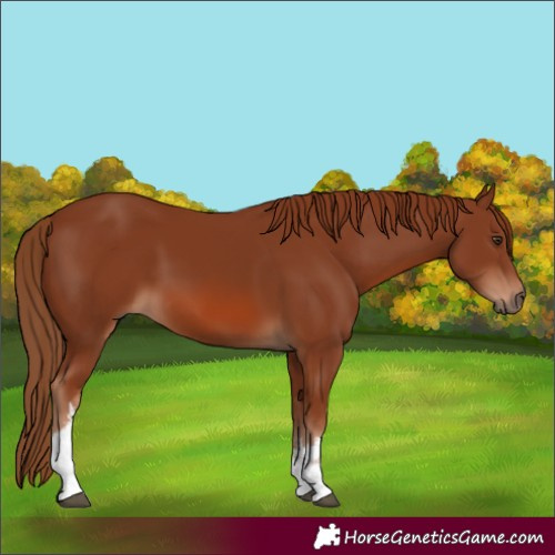 Horse Color:White Spotted Chestnut 