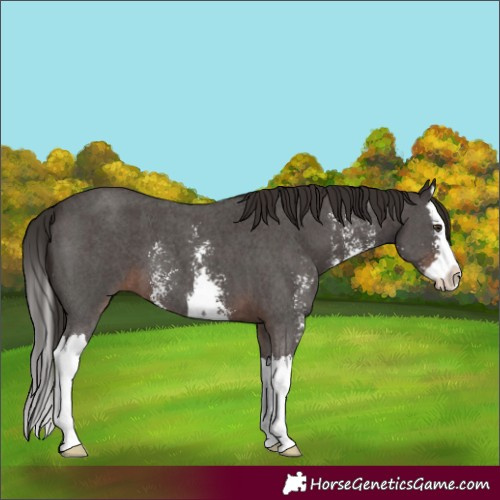Horse Color:Liver Chestnut Sabino Splash 