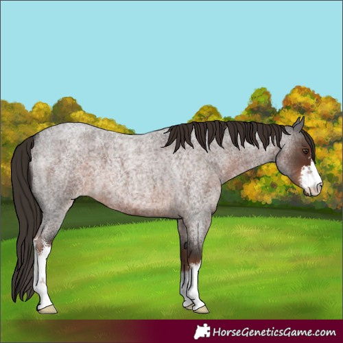 Horse Color:White Spotted Liver Red Roan 