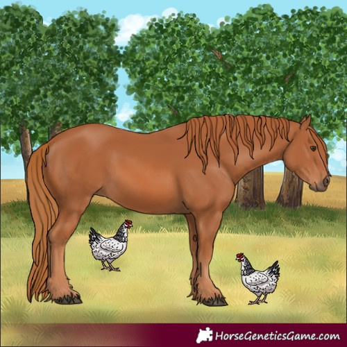 Horse Color:Chestnut 