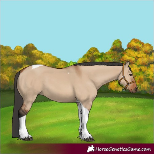 Horse Color:Bay Dun Tobiano 