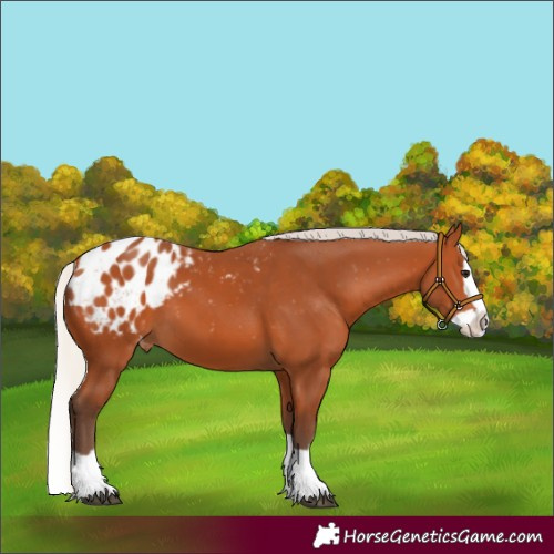 Horse Color:Silver Bay Splash Appaloosa 