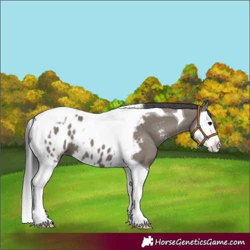 Horse Color:Grullo Splash Tobiano Appaloosa 
