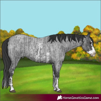 Horse Color:Blue Roan Sabino Splash and Blue Roan Sabino Splash