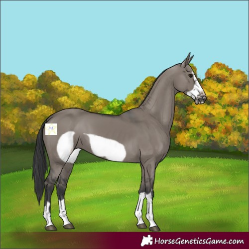 Horse Color:Grullo Frame 