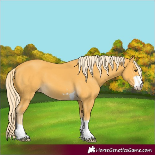 Horse Color:Unknown 