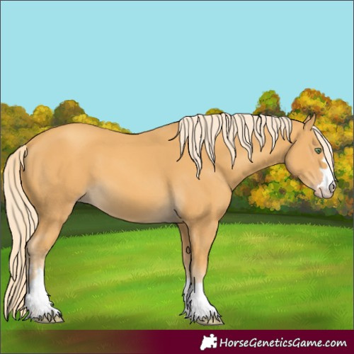 Horse Color:Gold Cream Champagne 