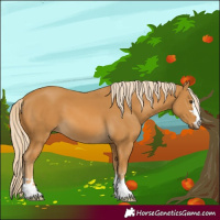 Horse Color:Palomino 