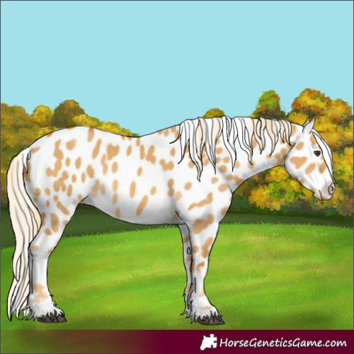 Horse Color:Palomino Dun Appaloosa 