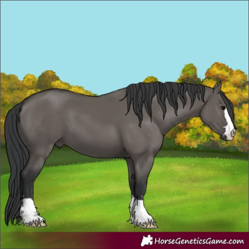 Horse Color:Grullo 