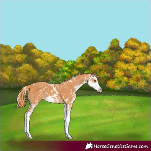 Horse Color:Chestnut Sabino 